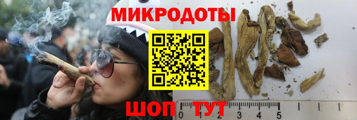 Галлюциногенные грибы Psilocybe Знаменск
